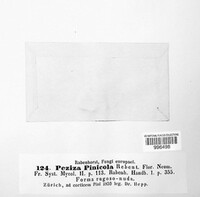 Crumenulopsis pinicola image